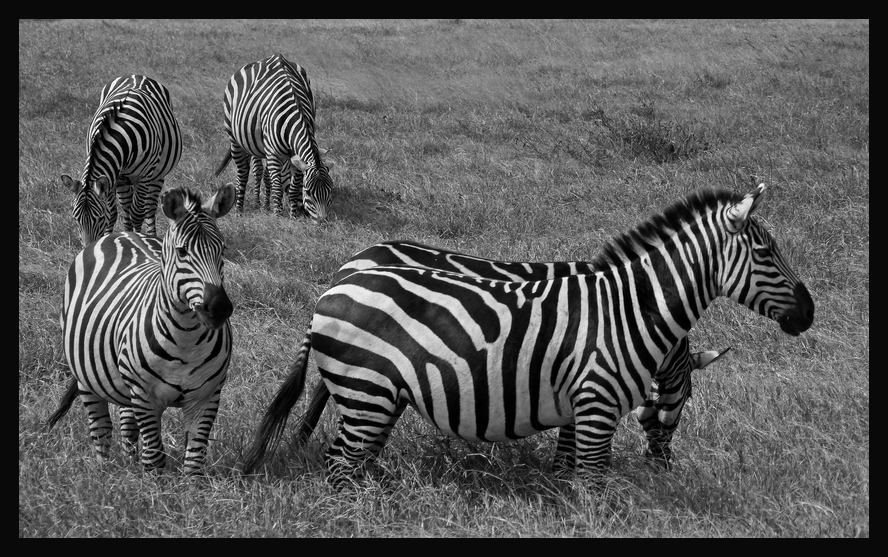 Zebras ...