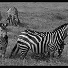 Zebras ...