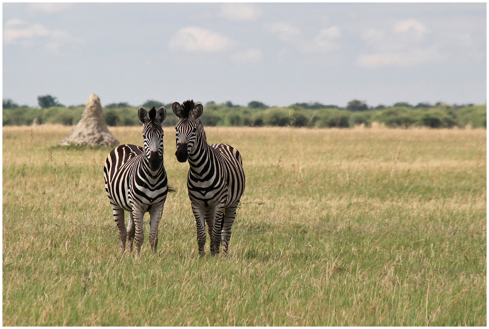 Zebras....