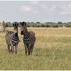 Zebras....