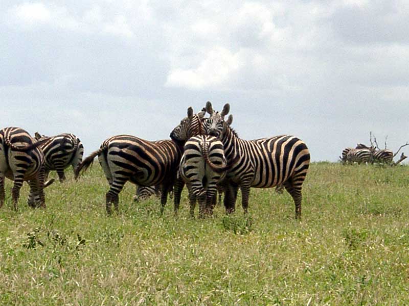 Zebras...