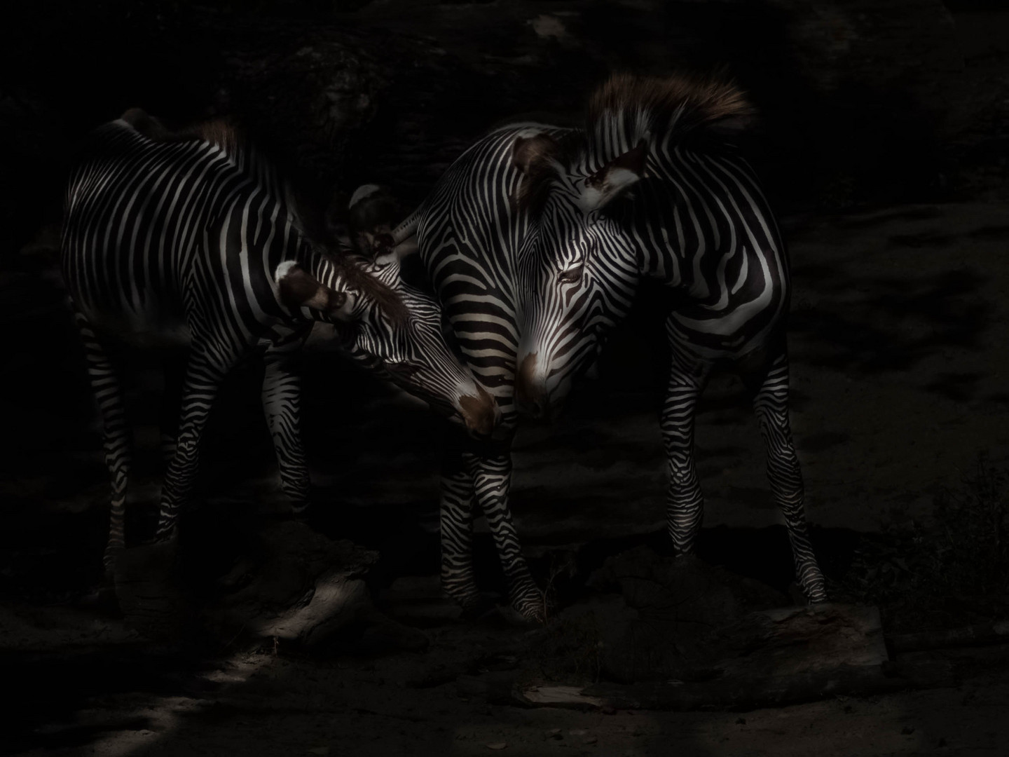 Zebras