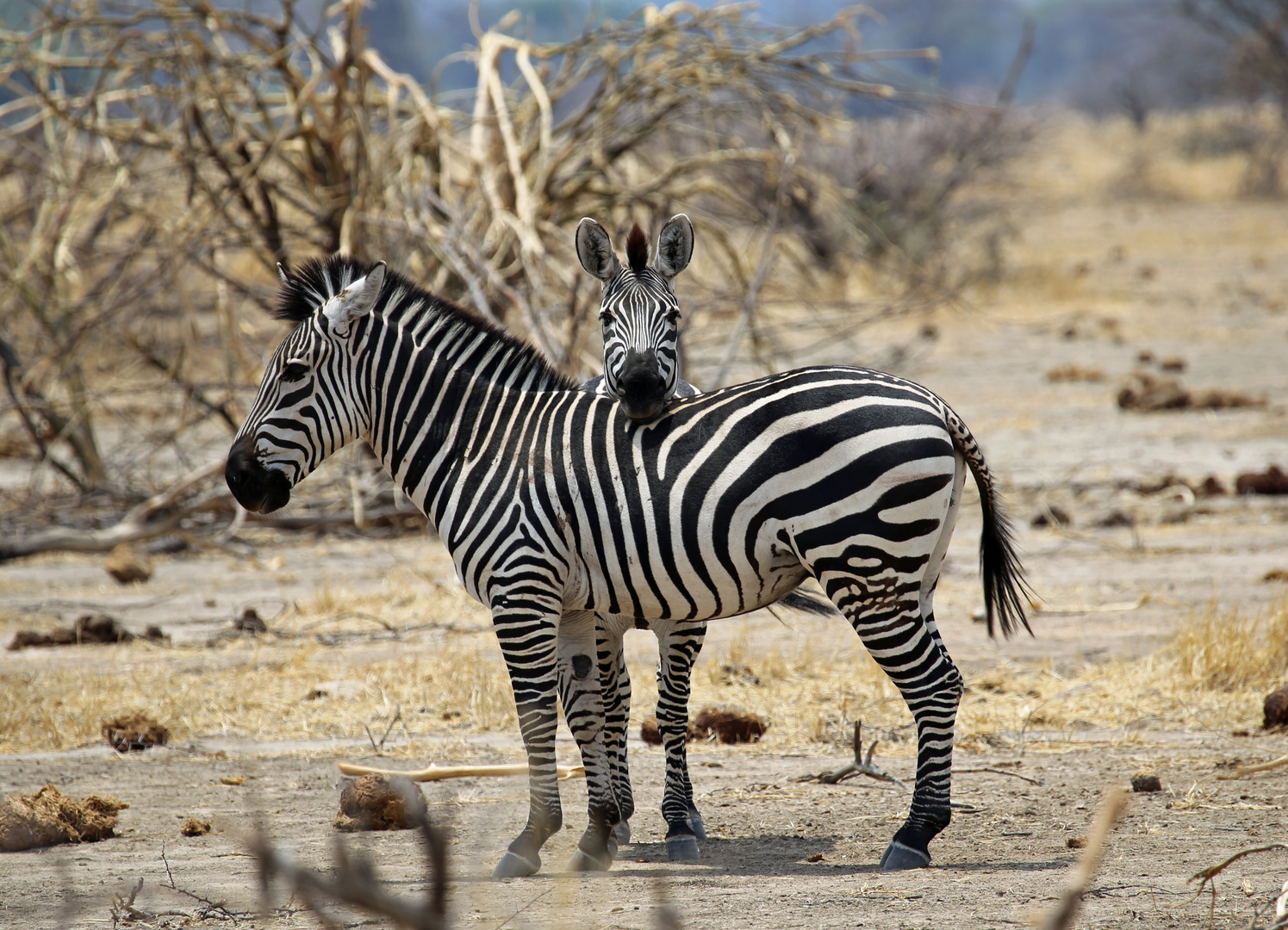 Zebras