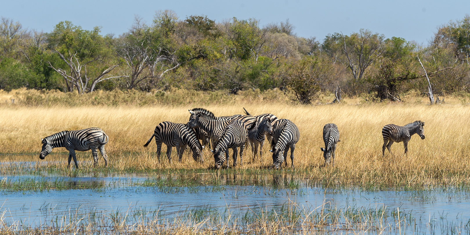 Zebras