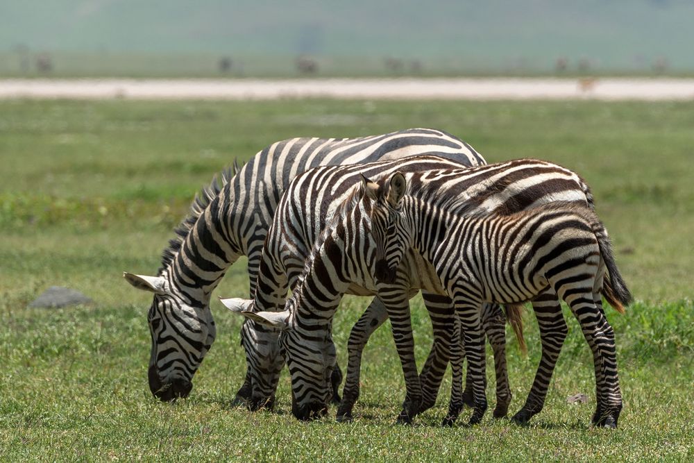 Zebras