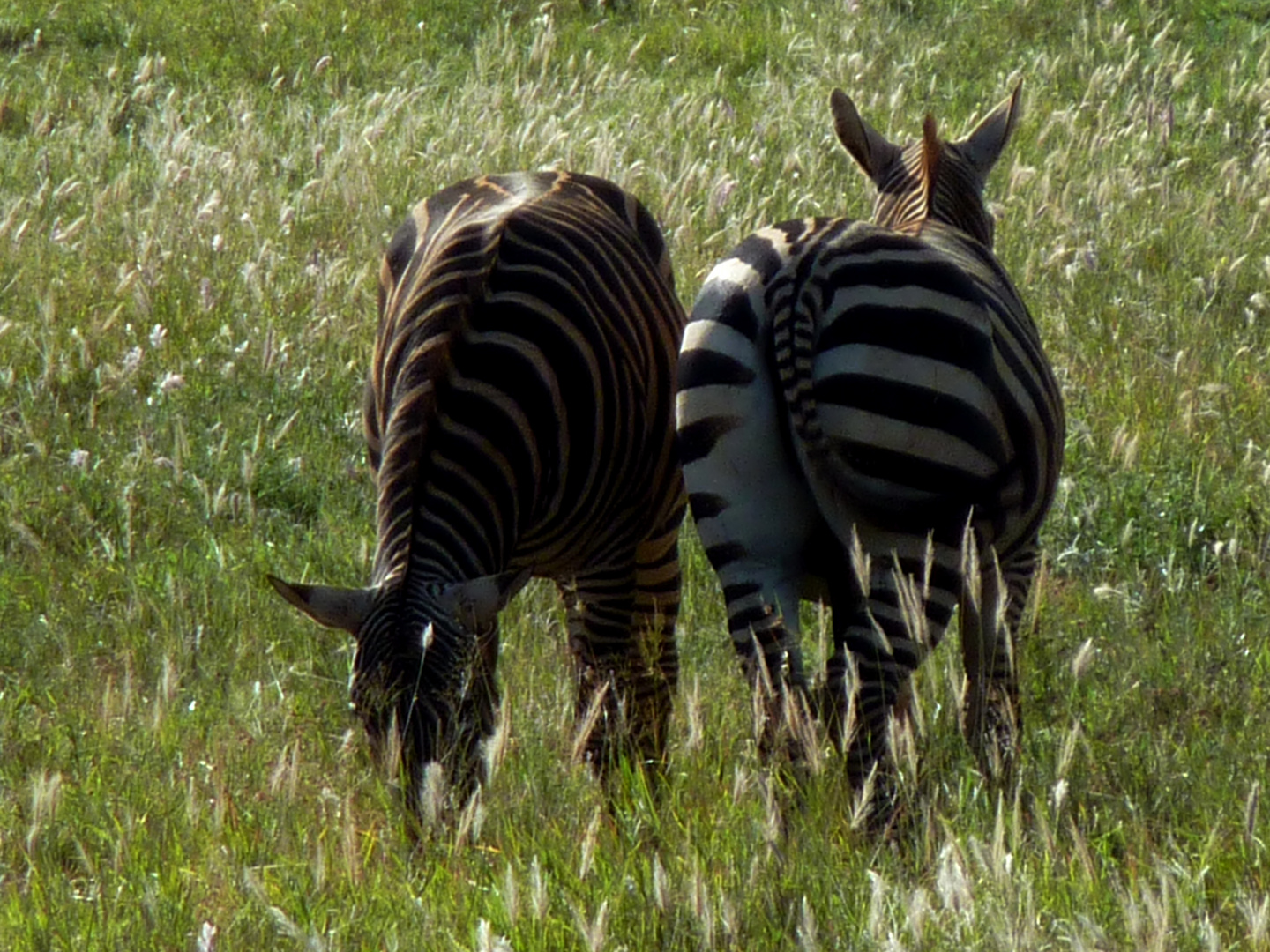 Zebras