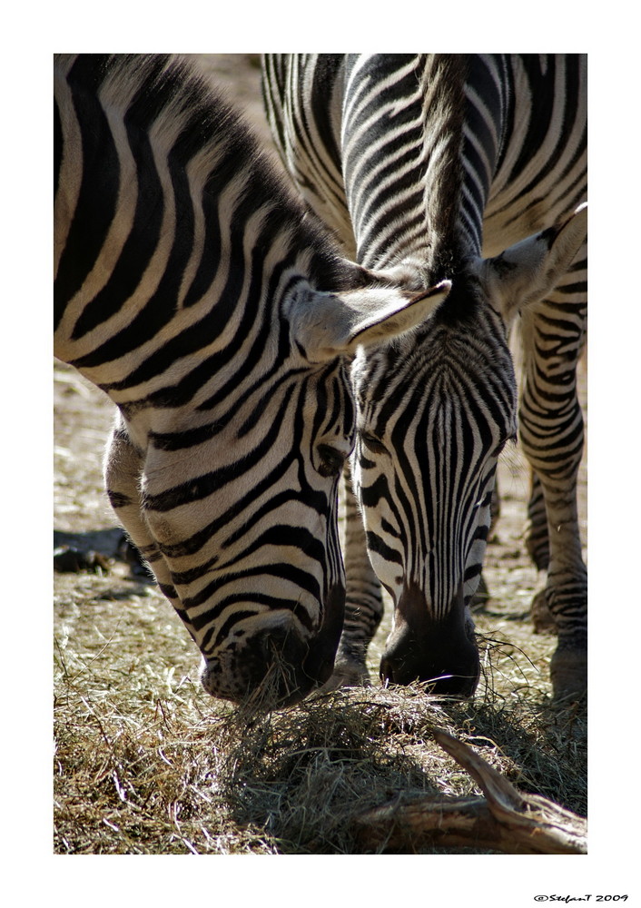 Zebra`s