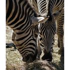 Zebra`s