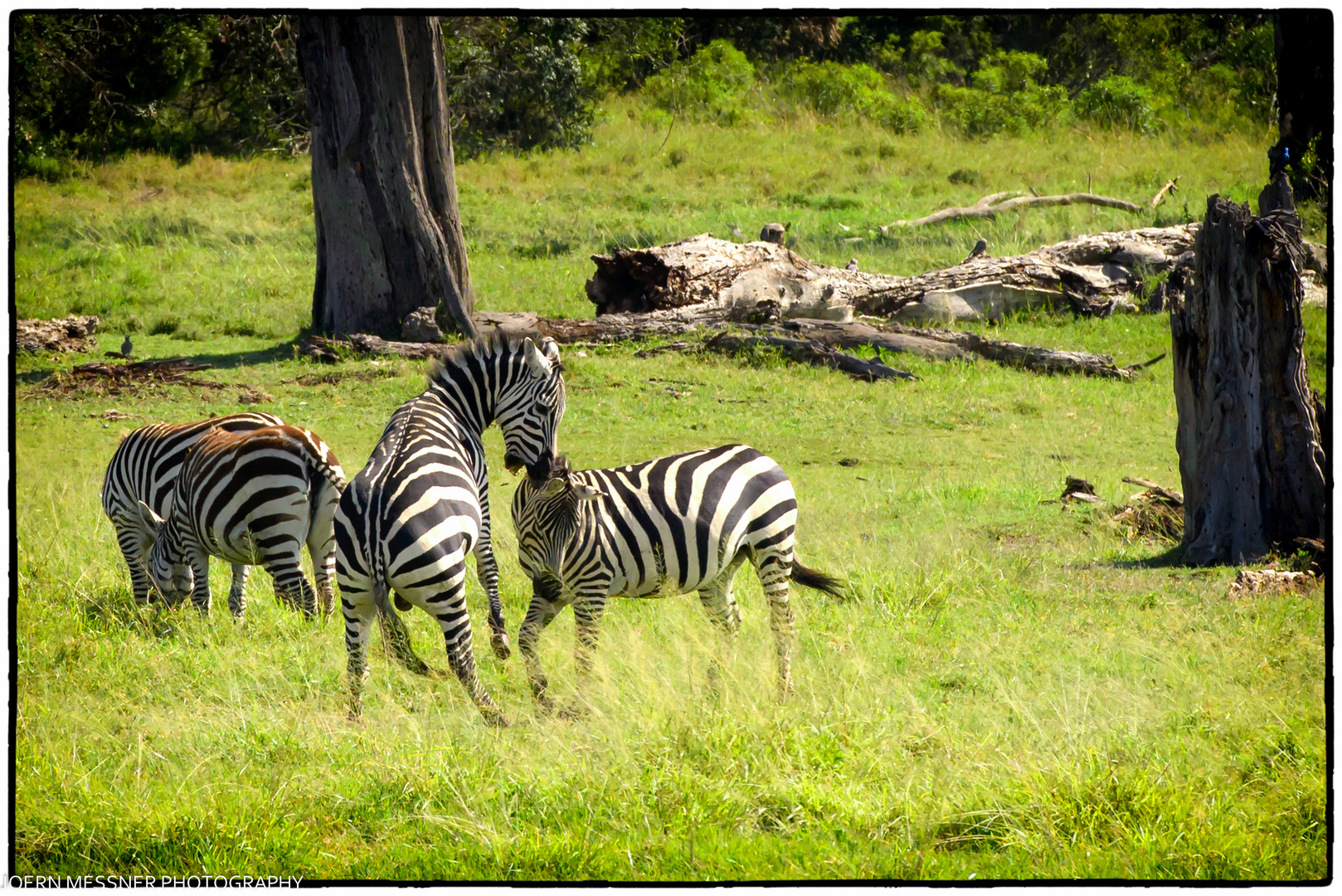 Zebras