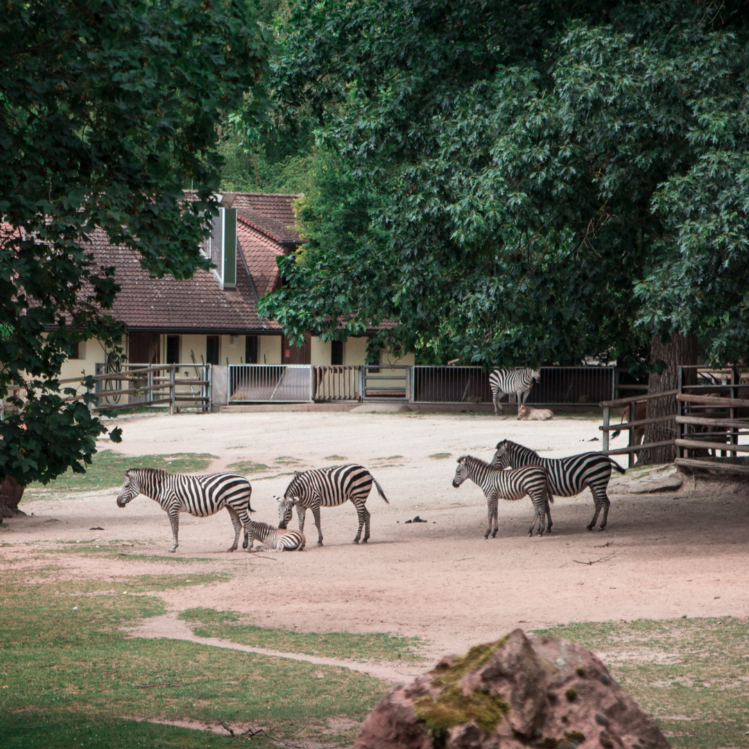 Zebras