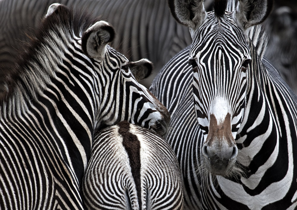 Zebras