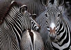 Zebras