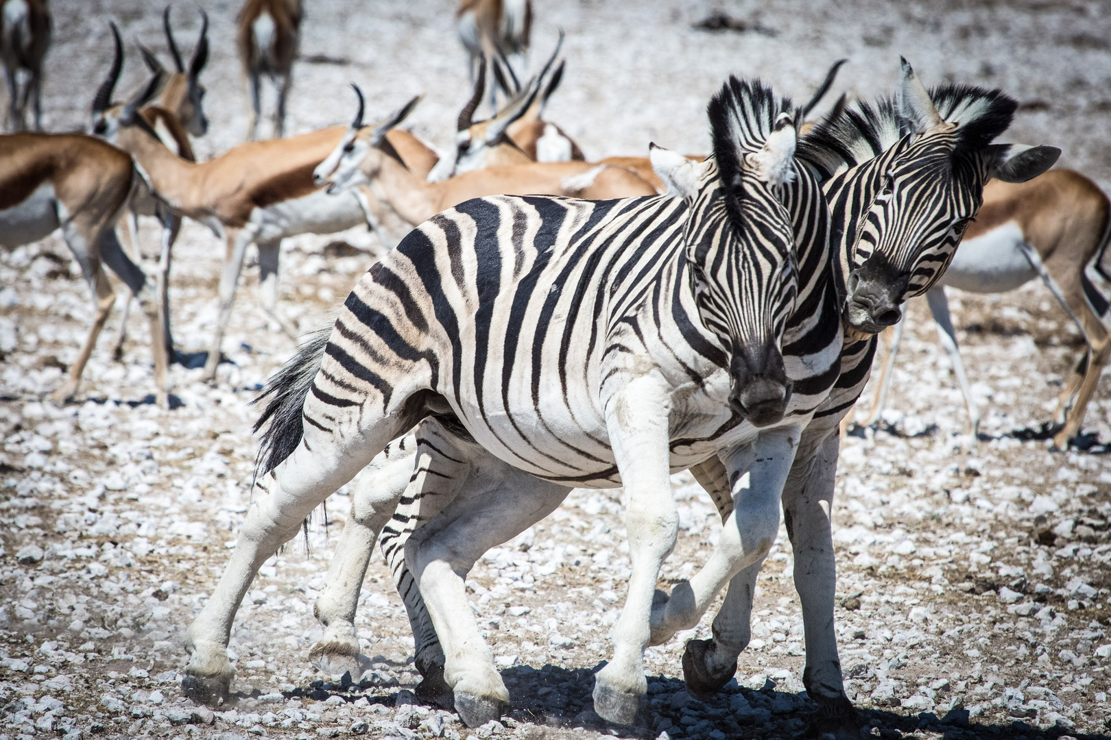 Zebras