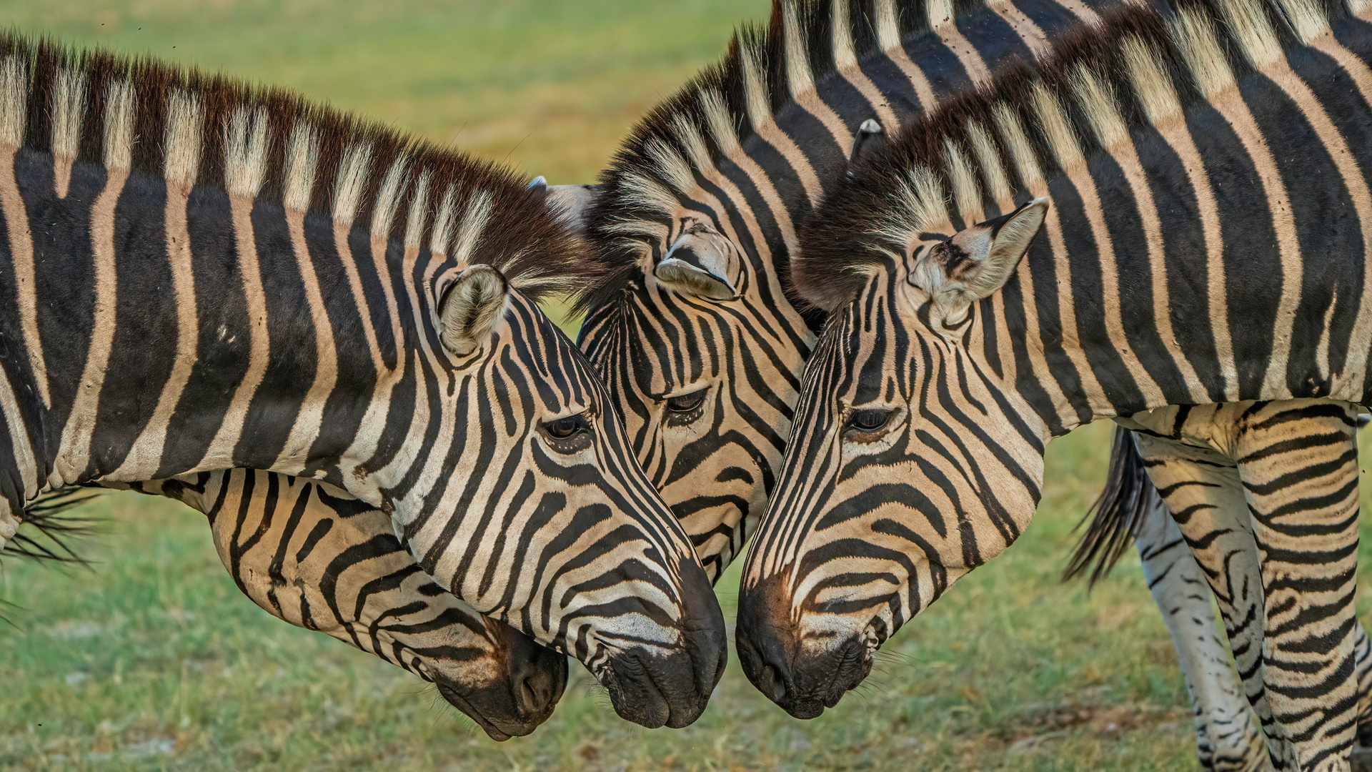 Zebras 