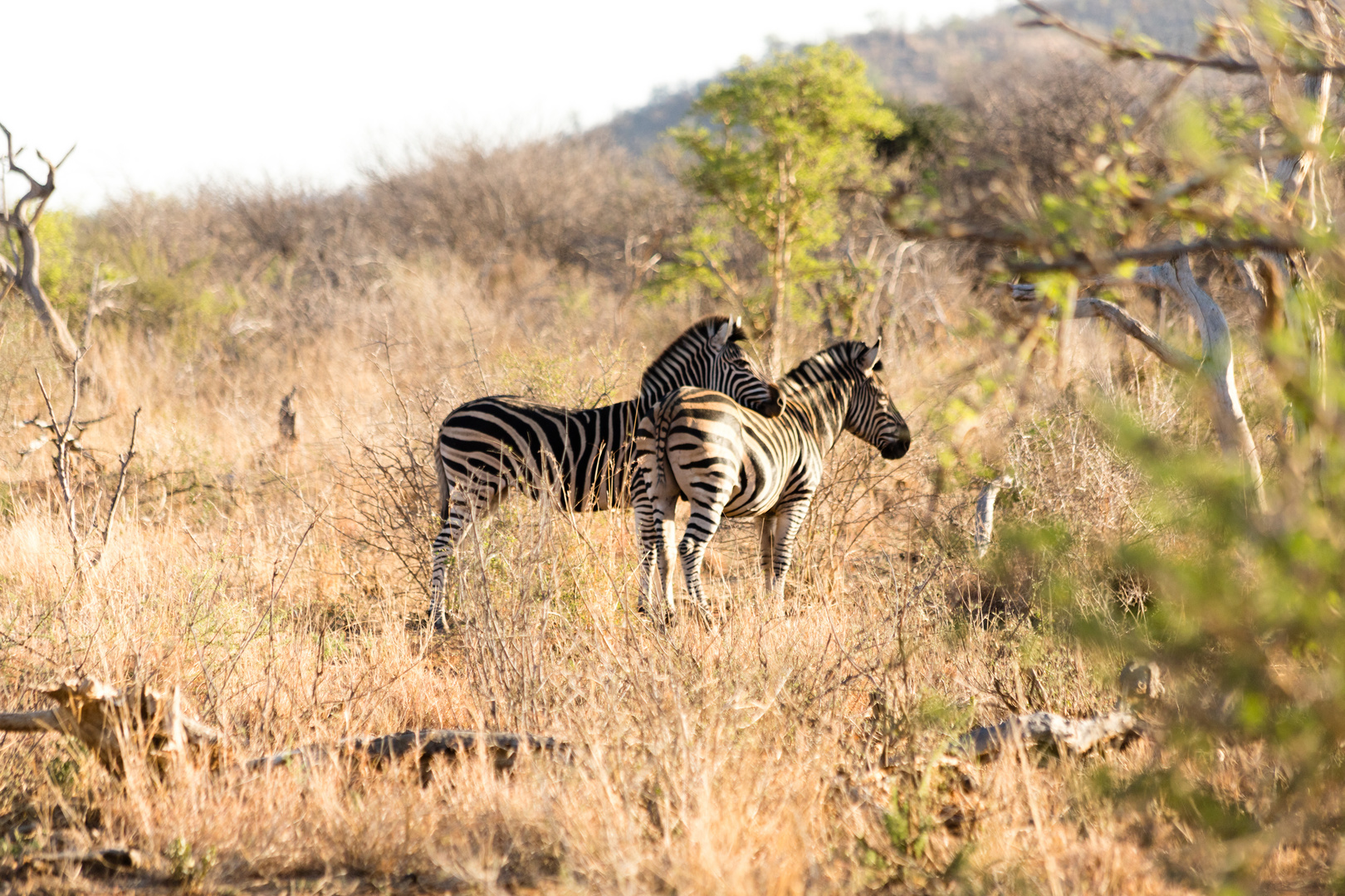 Zebras 