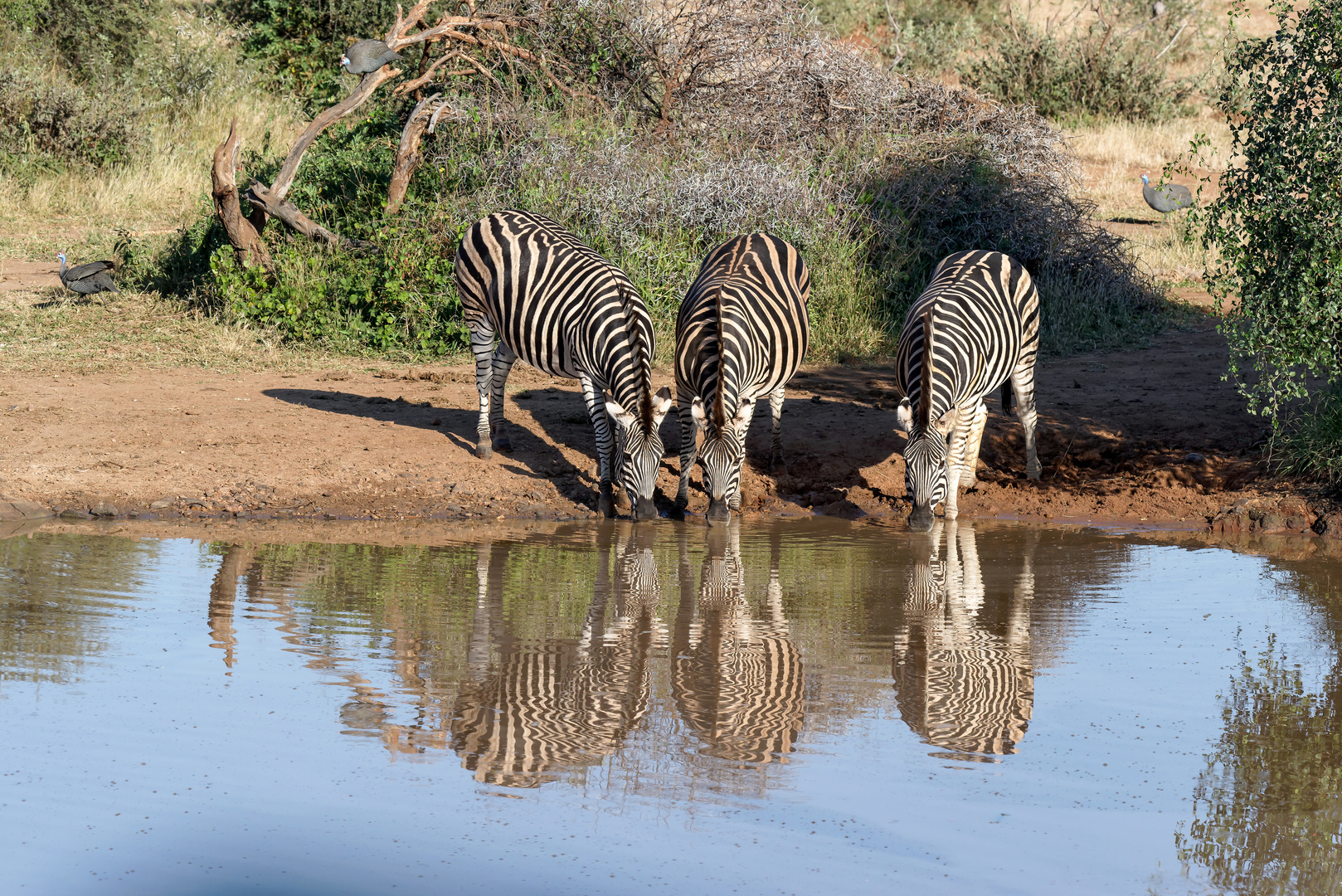 Zebras