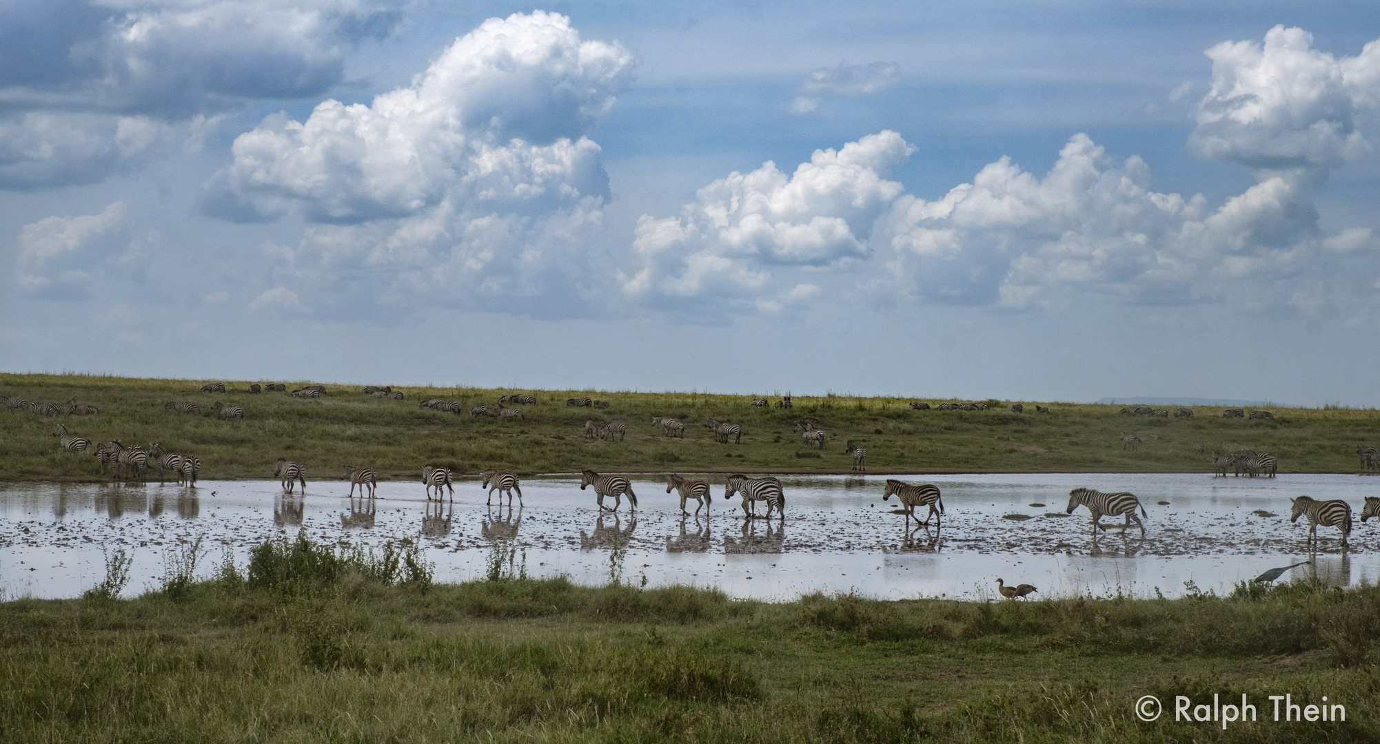 Zebras