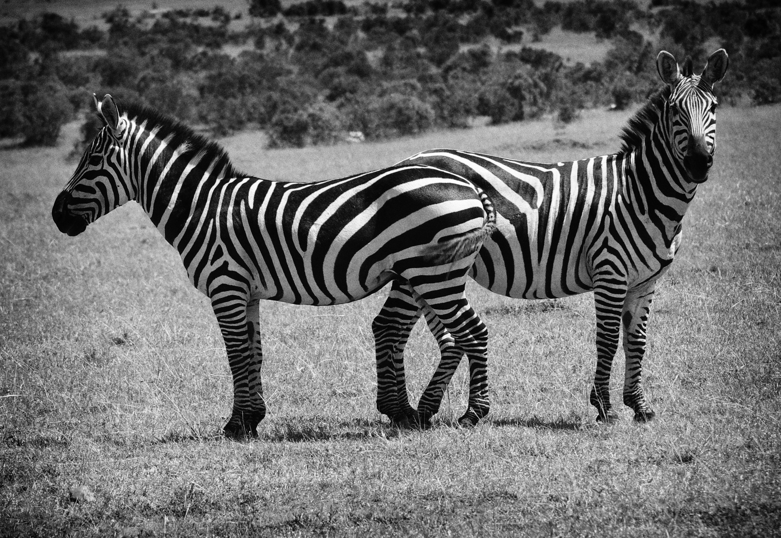 Zebras