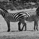 Zebras