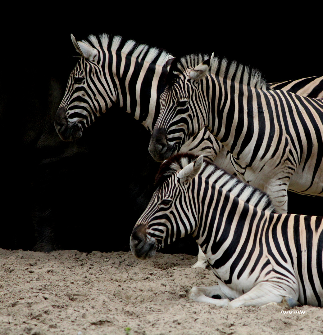 Zebras Foto & Bild | landschaft, pflanzen, blüten Bilder auf fotocommunity