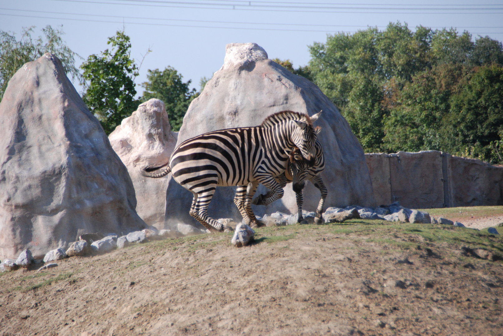 Zebras