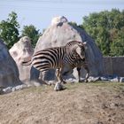 Zebras