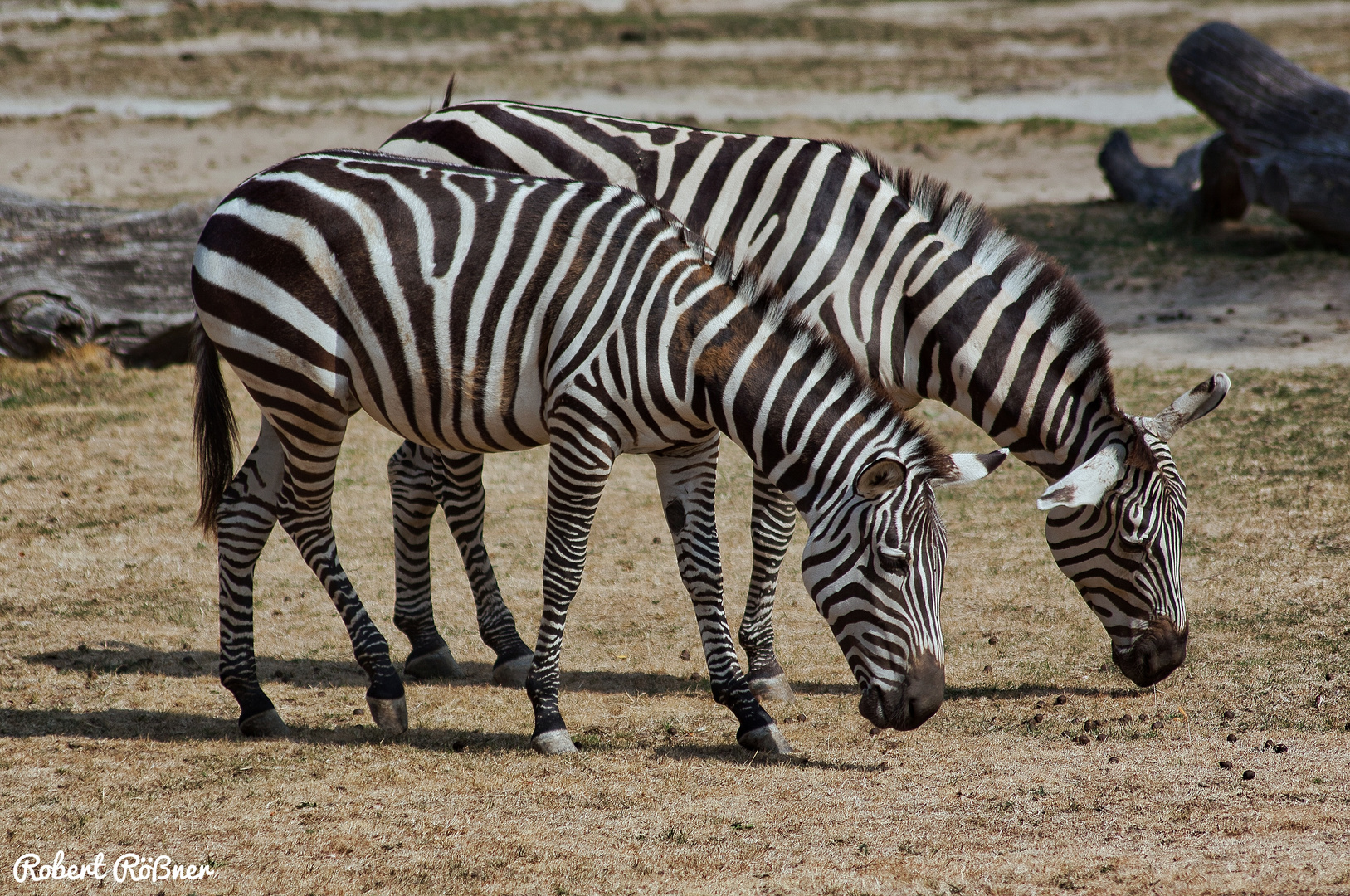 Zebras