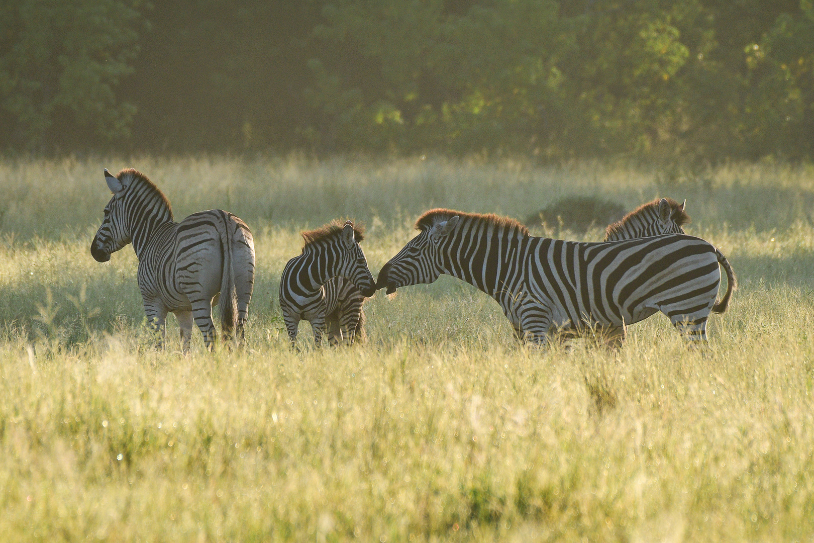 Zebras