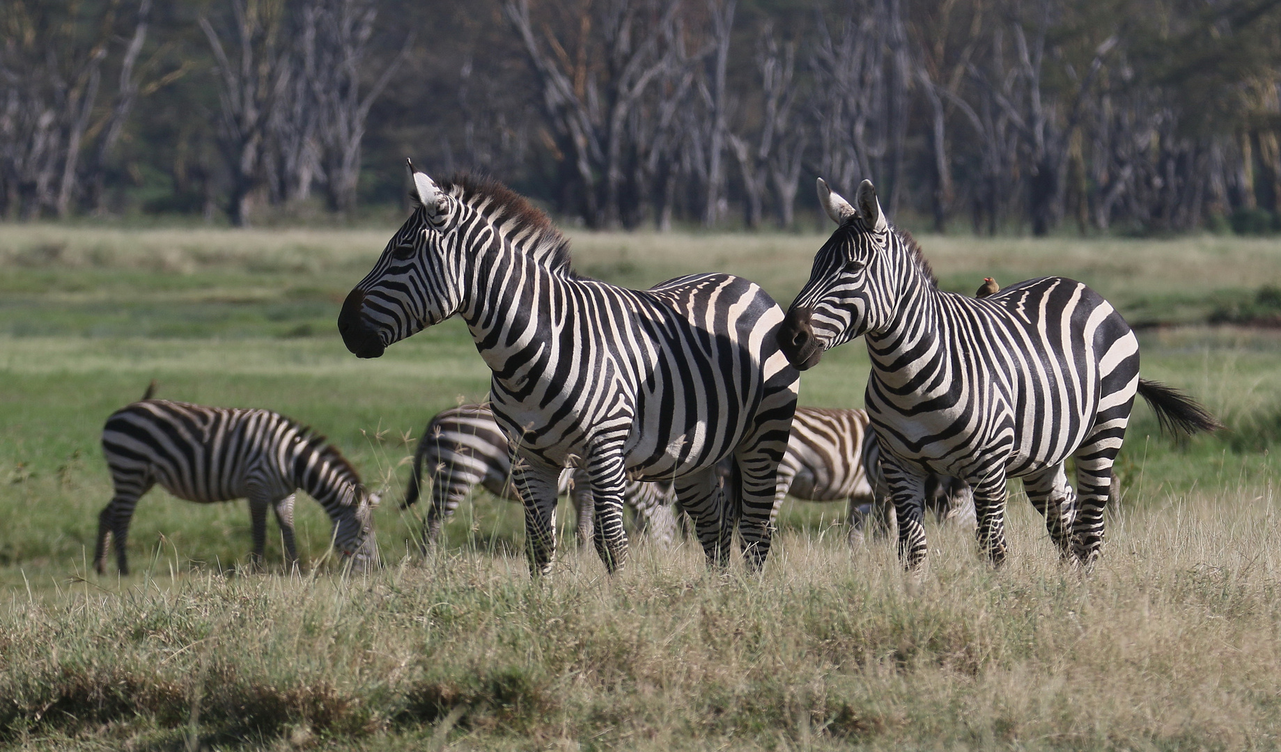 Zebras 