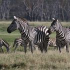 Zebras 