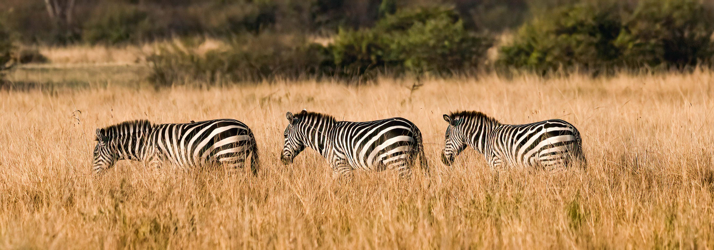 Zebras