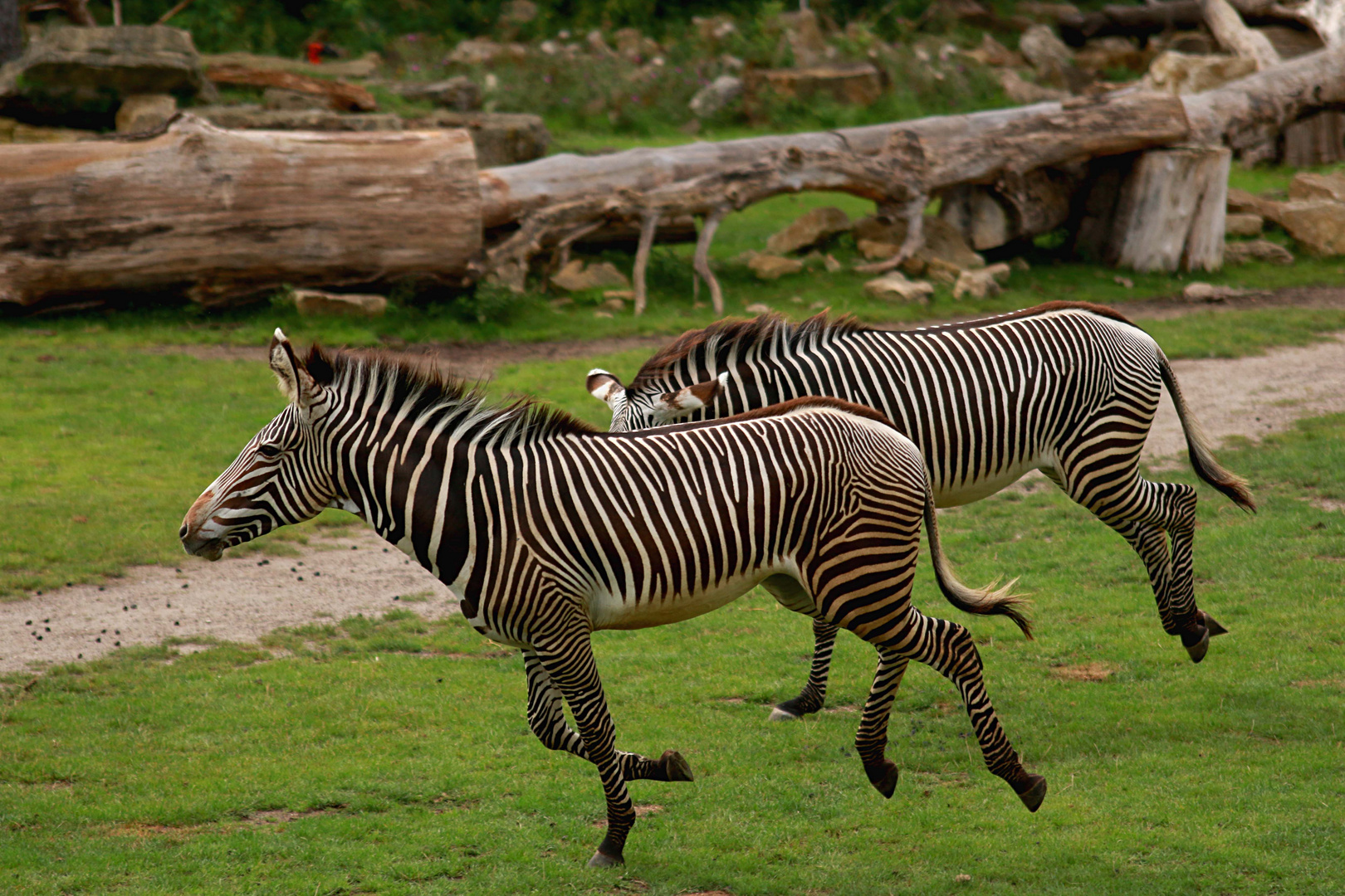 Zebra's