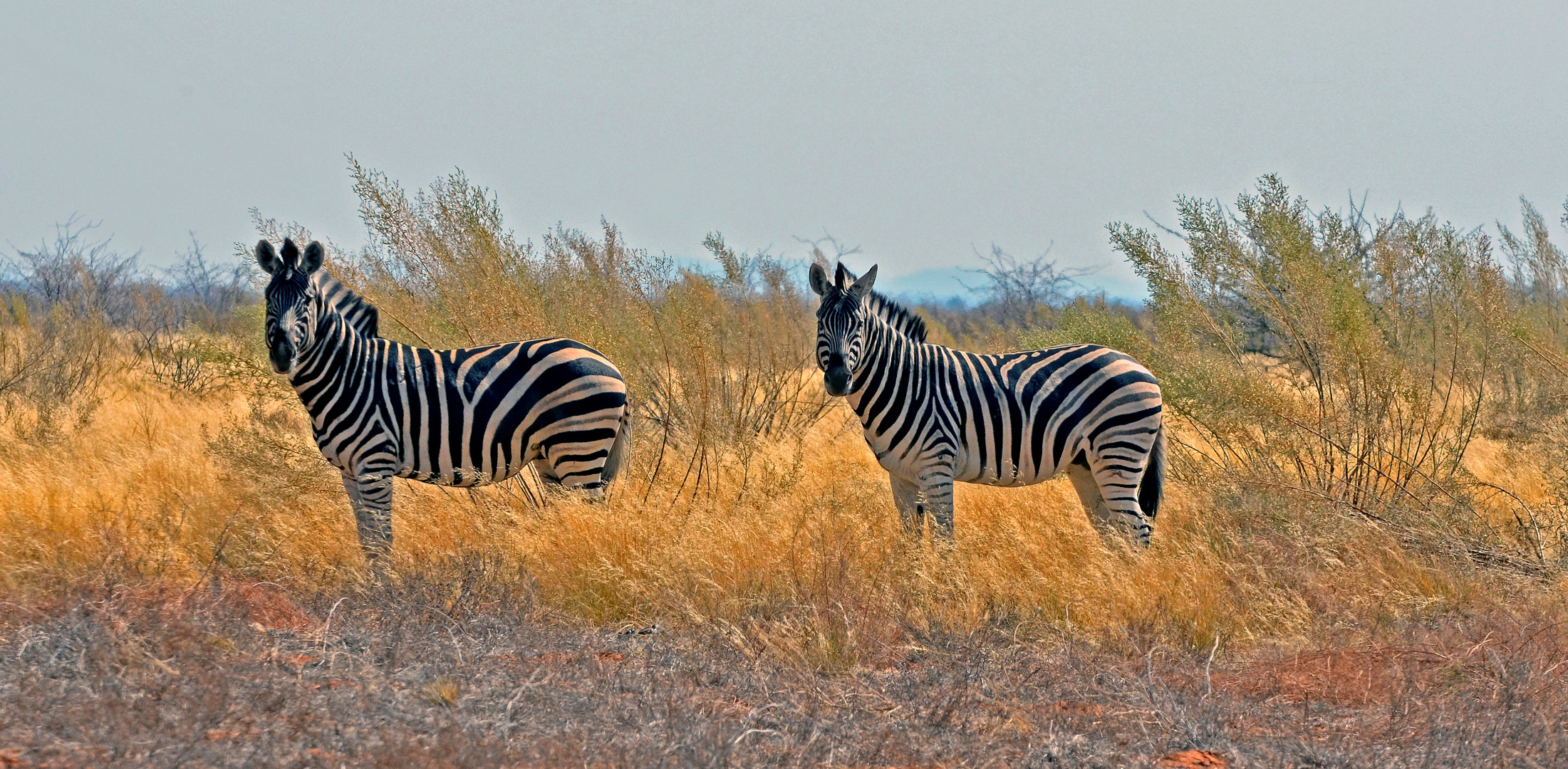 " Zebras.....