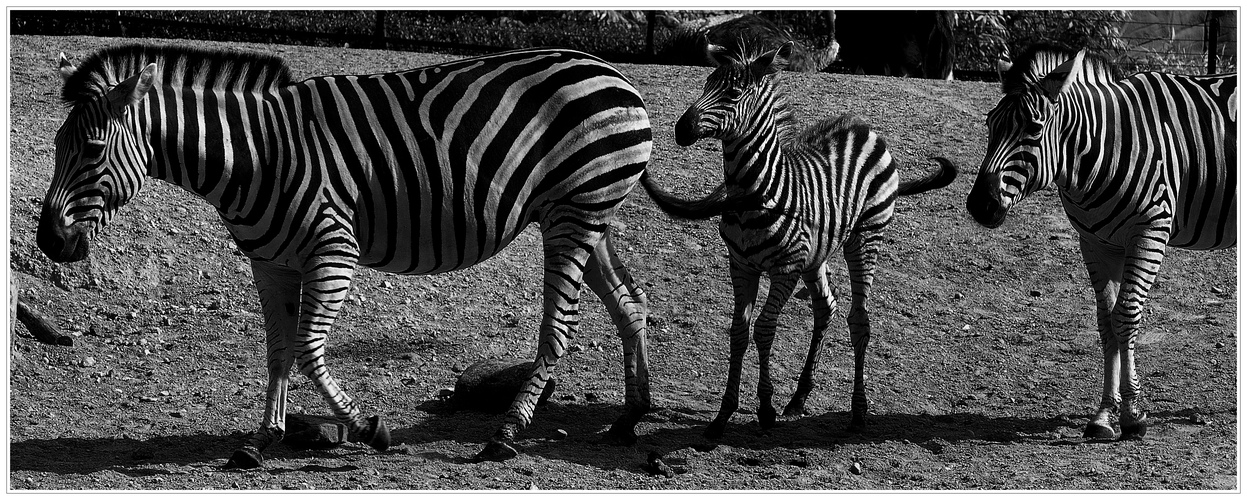 Zebras.....