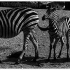 Zebras.....