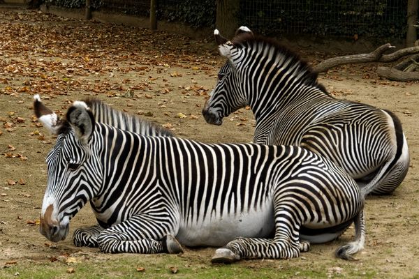 Zebra's