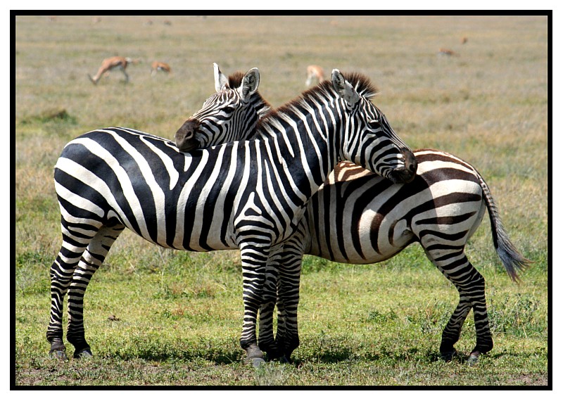 Zebras