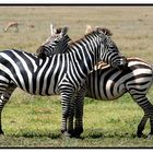 Zebras