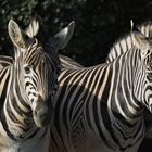 Zebras