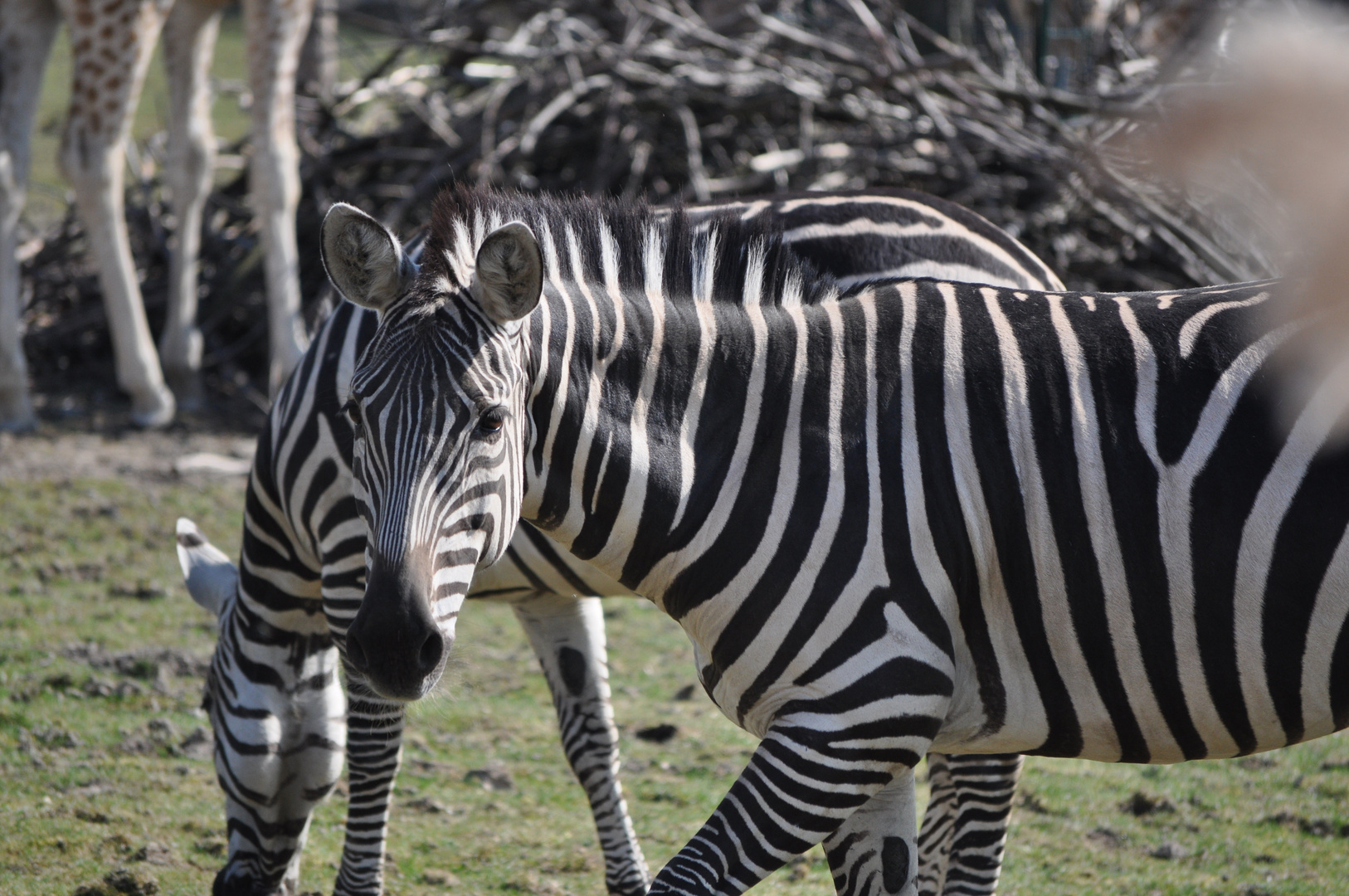 zebras