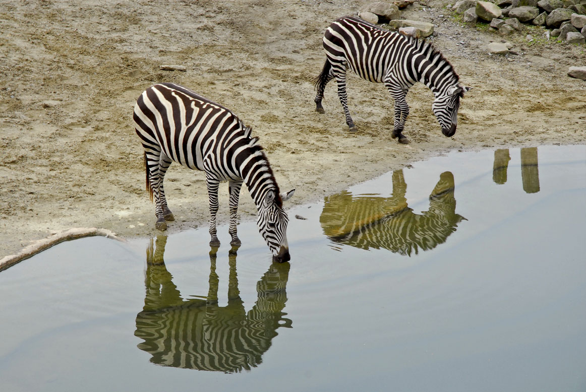 Zebras