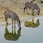 Zebras