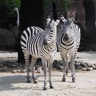 Zebras