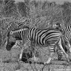 Zebras