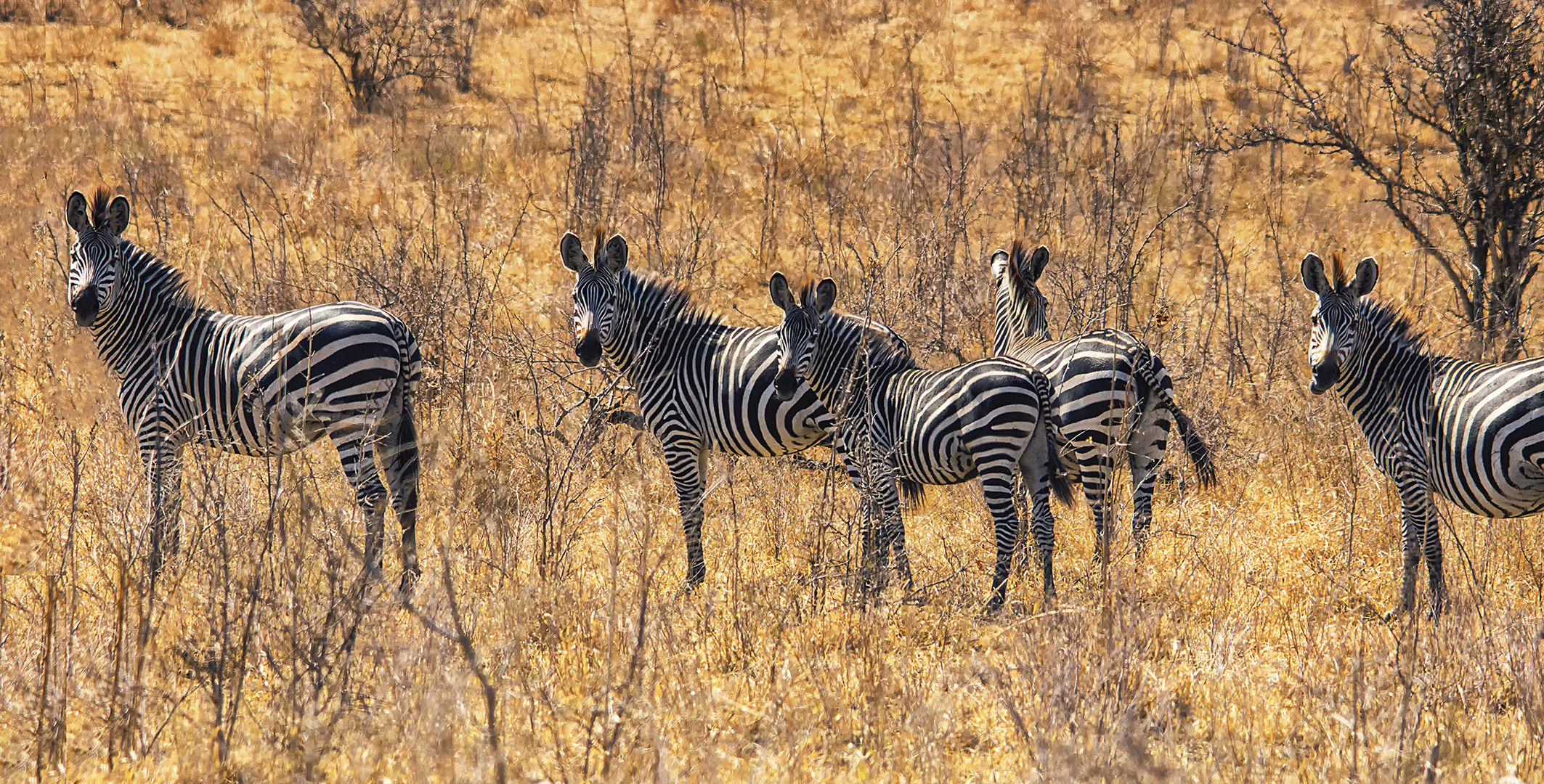 Zebras