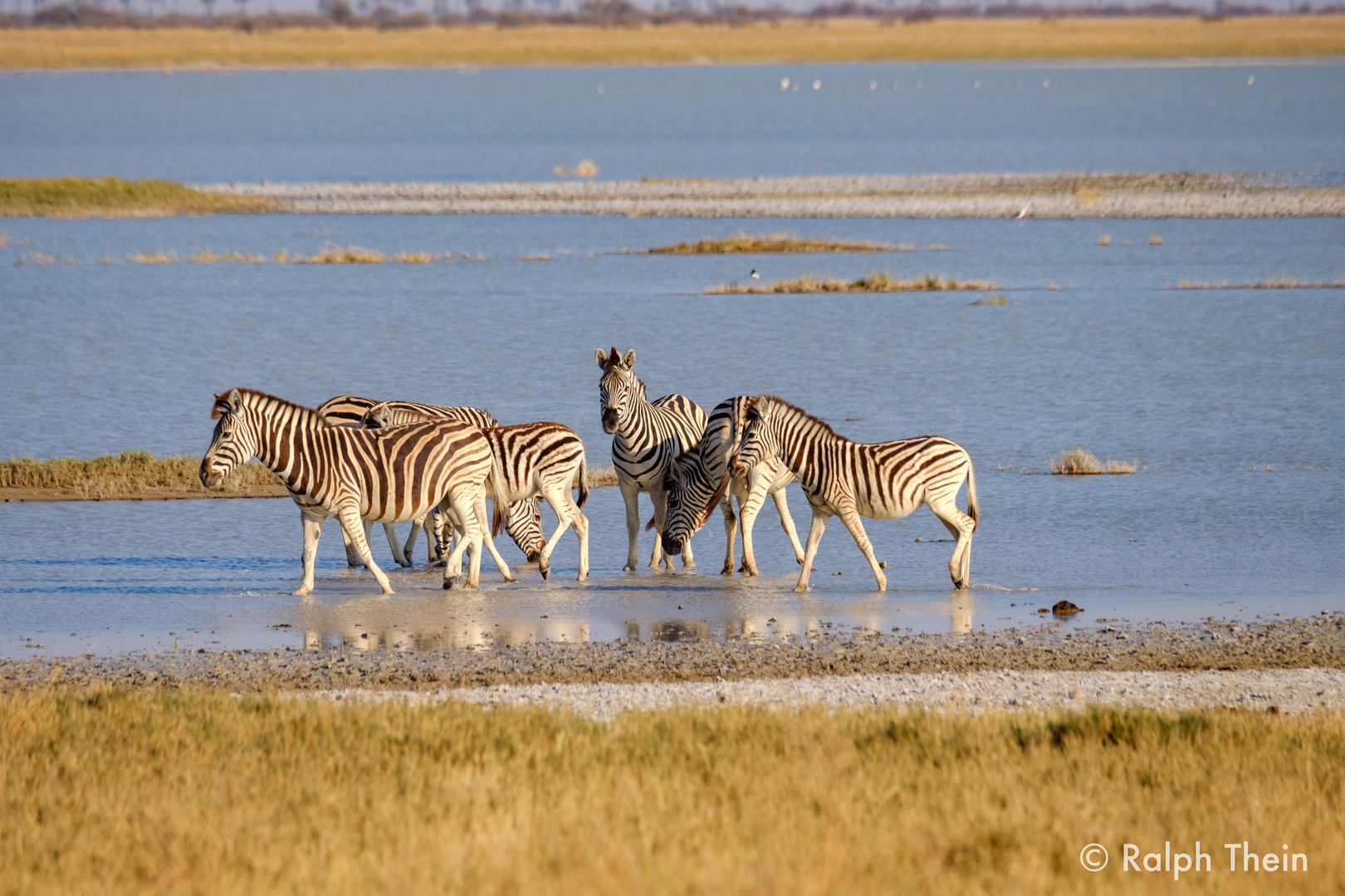 Zebras