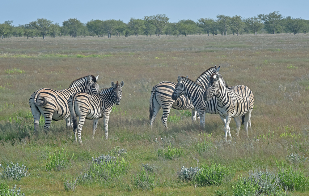 Zebras