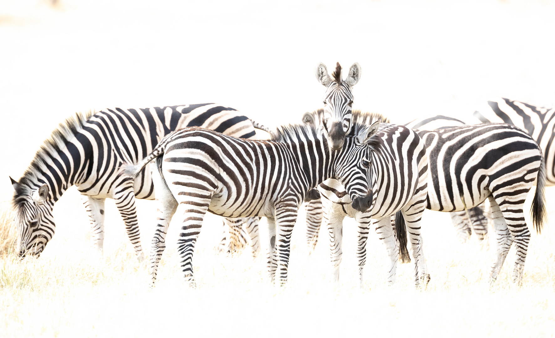 Zebras