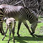 Zebras