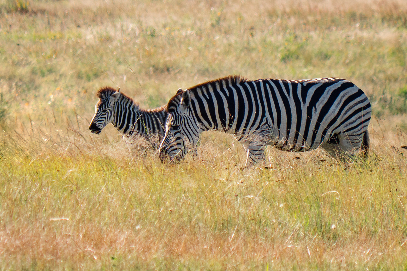 Zebras